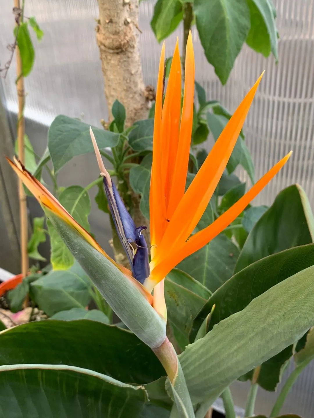 鹤望兰各个品种哪个耐晒,购买鹤望兰