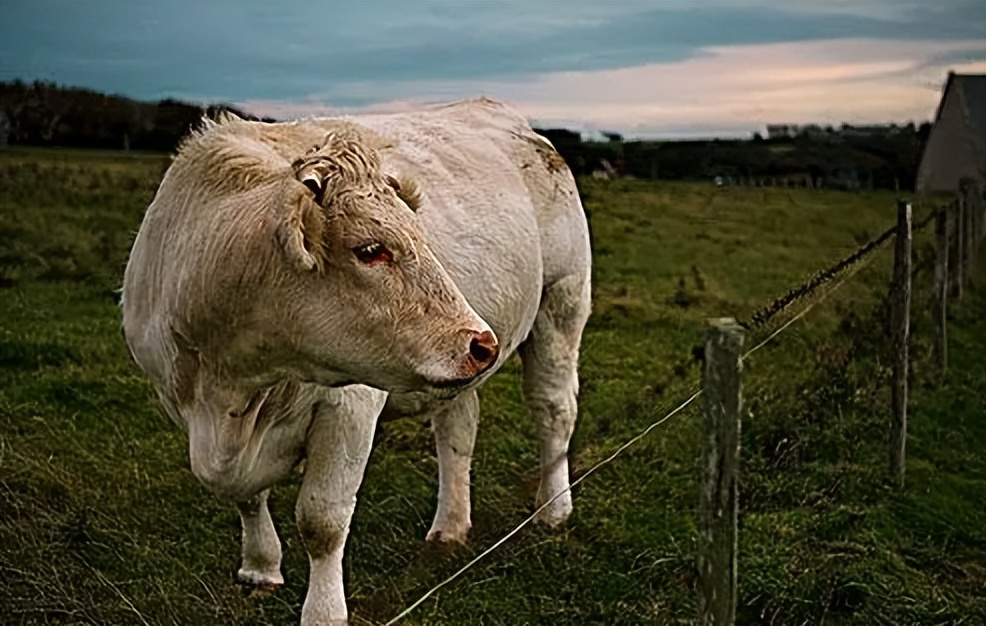 对牛毛色遗传影响：夏洛莱×荷斯坦种群中，真黑素与黑素的稀释