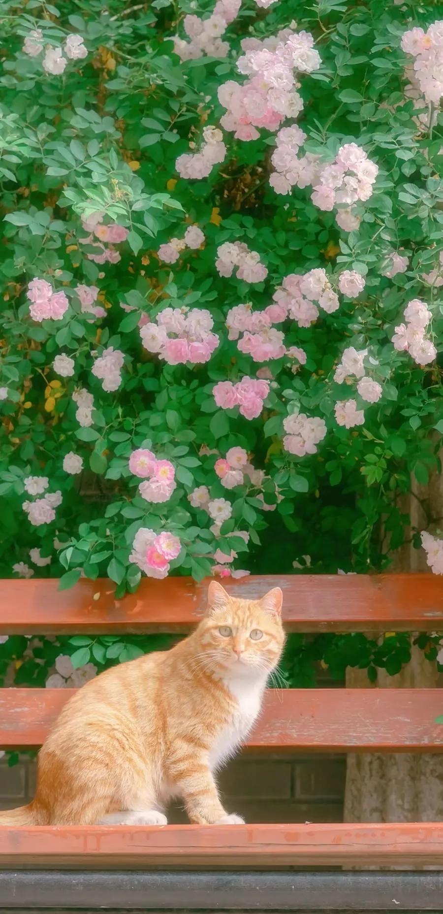 湛蓝的海水海滩风景高清壁纸,高清壁纸8k全屏无水印风景