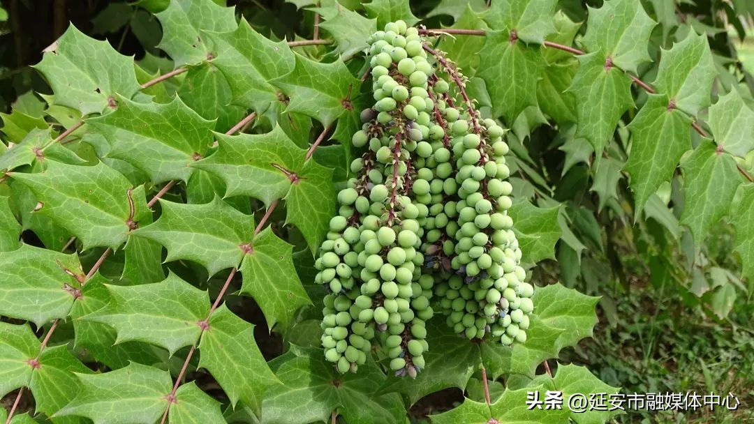 陕西宾馆迎来最佳观花赏景季节,陕西宾馆内景色