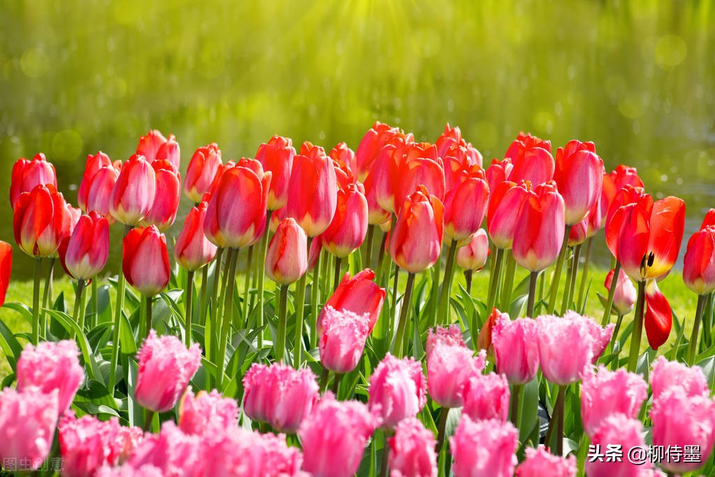 如何拍郁金香才有意境,郁金香拍照姿势怎么拍好看