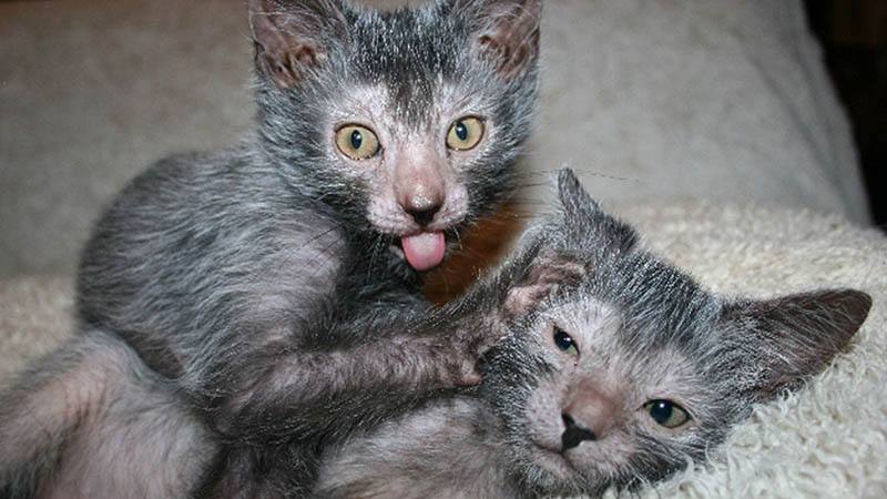 这几种猫不要养,哪几种猫便宜又好养