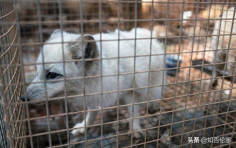 2022年国家扶持的五种养殖项目,一万元能搞什么养殖种植项目