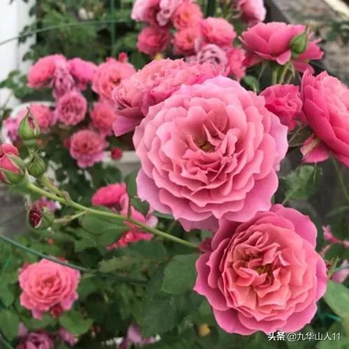 大花浓香勤花的月季品种,大花月季品种介绍大全图片及价格