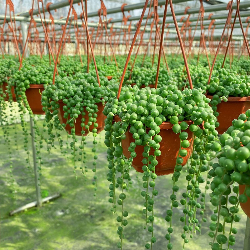 家庭客厅养什么花好看又旺财,客厅最吉祥的三种花