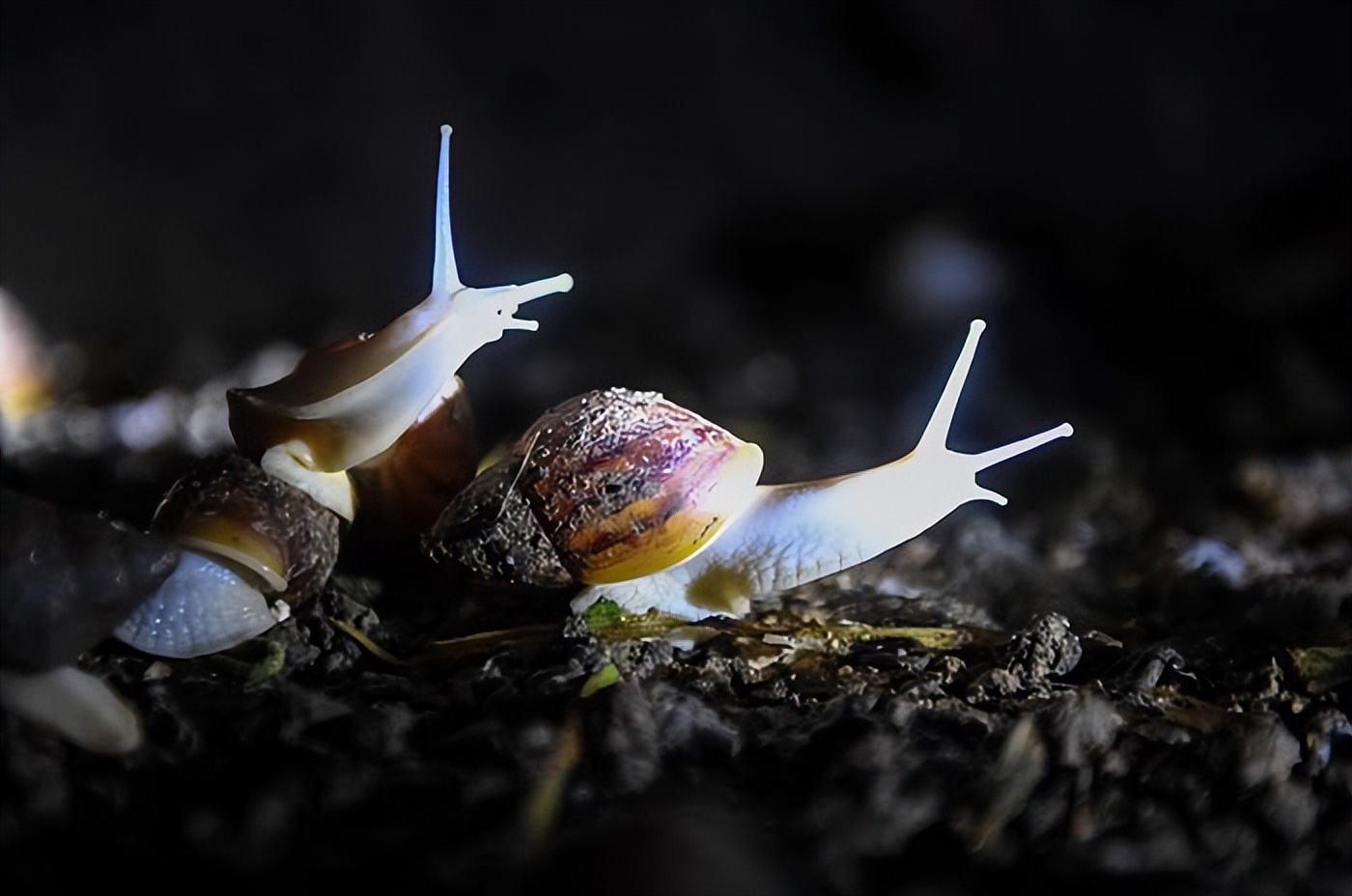 蜗牛可以做花肥吗,蜗牛做美容产品