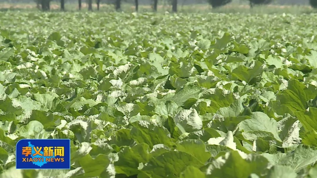 中国牛蒡种植基地,浙江东阳牛蒡种植
