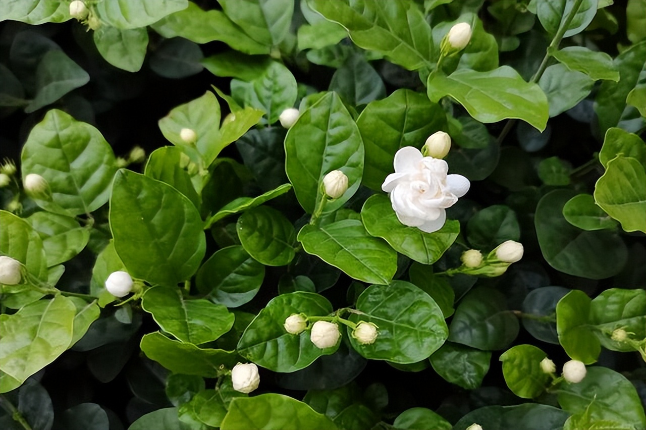 中国各地的市花一览表,中国城市的市花最多的是