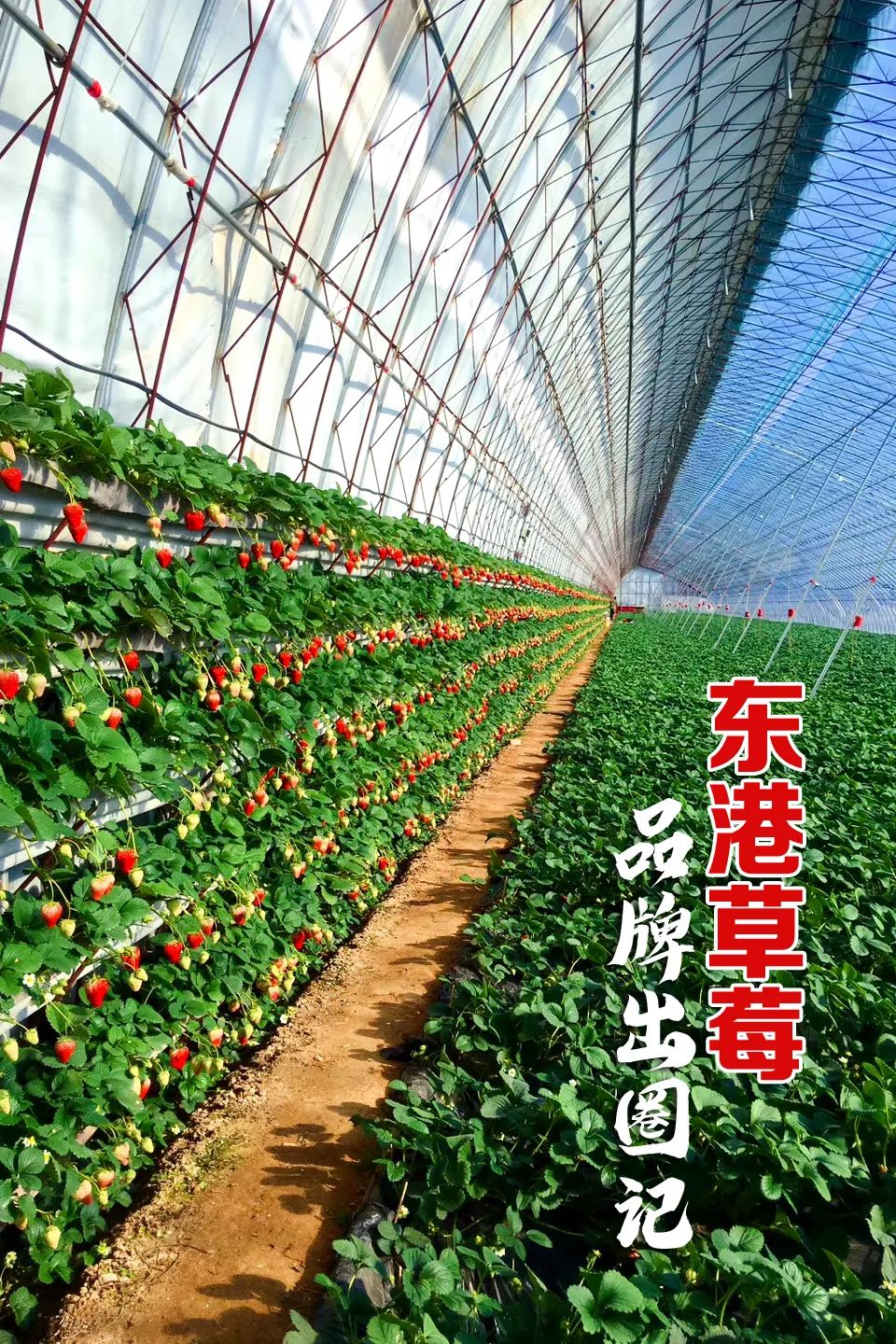 东港草莓,东港草莓新品质