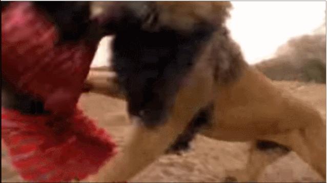 草原之王狮子怕马赛人,狮子怕马赛人还是草原霸主