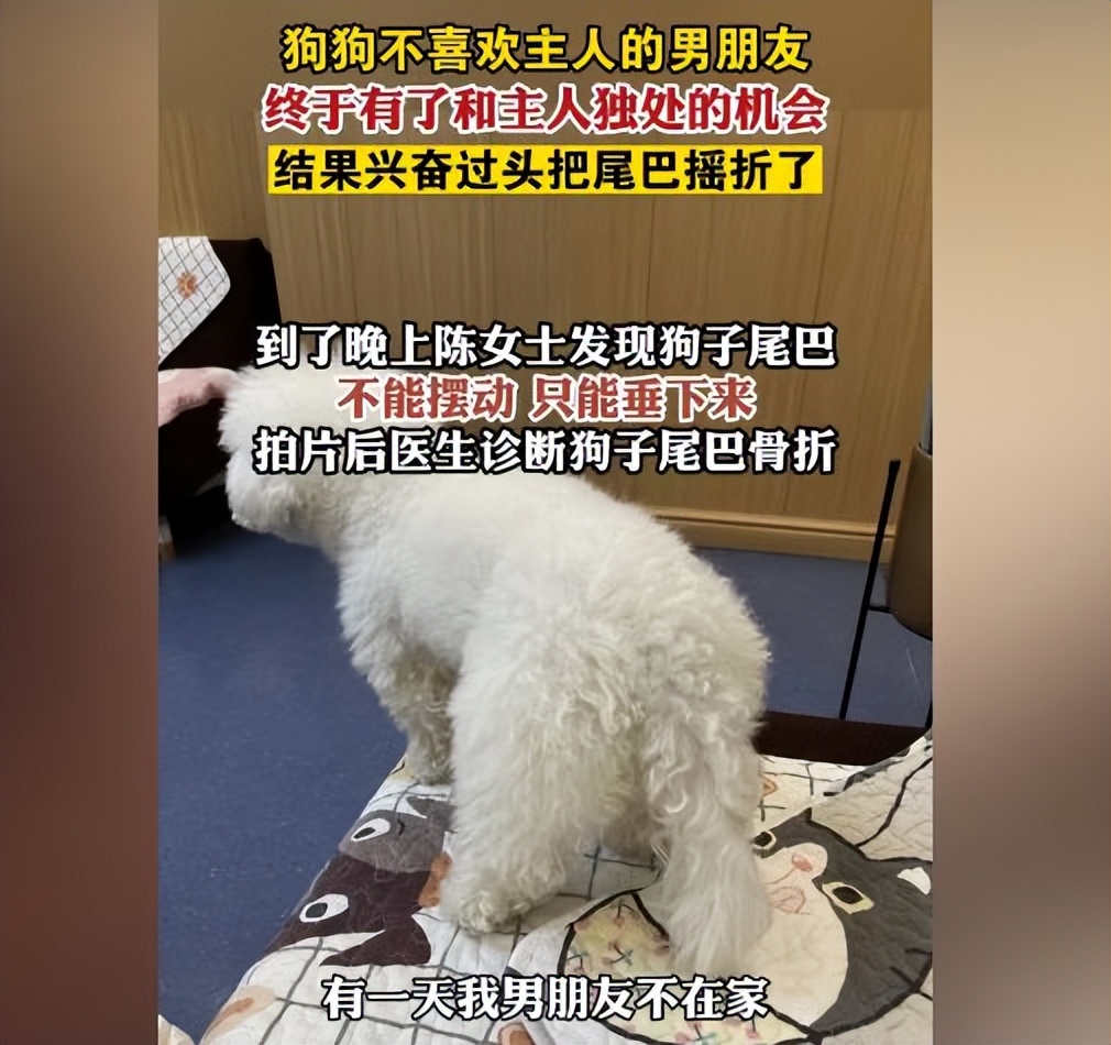 狗狗与女主人打闹玩耍,狗狗跟主人赌气却忍不住摇尾巴
