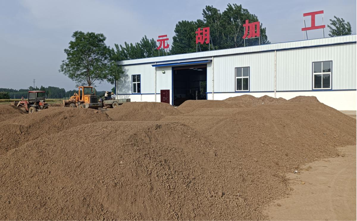 南曹乡朱坡村元胡基地,河南尉氏南曹乡最新元胡价格