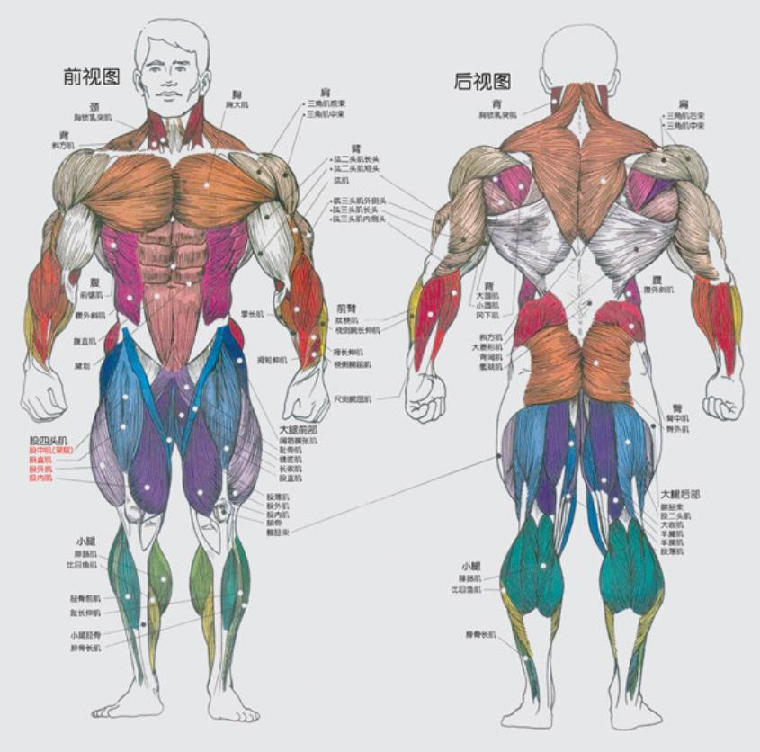 瘦弱怎么调理才能长胖,很瘦弱如何变强壮