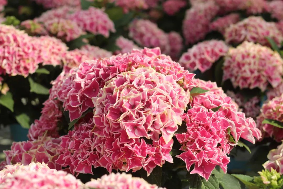 身边一抹蓝,最美蓝色绣球