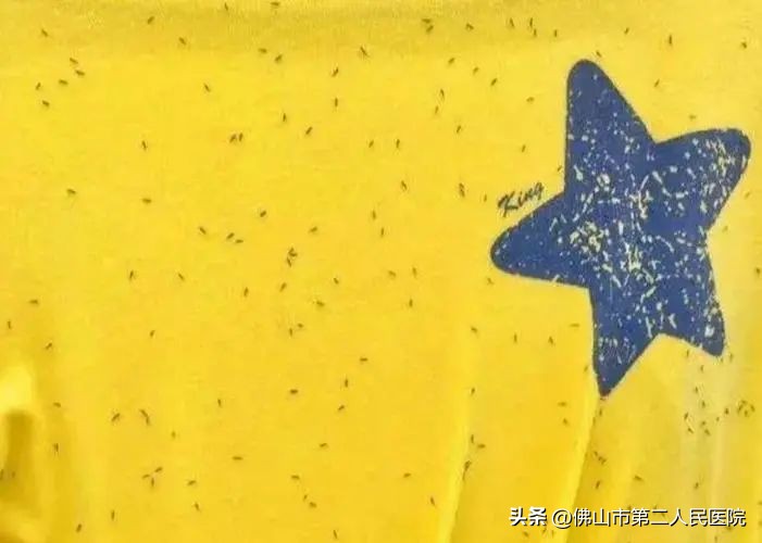 穿黄色衣服惹虫,春天穿黄色衣服招虫吗