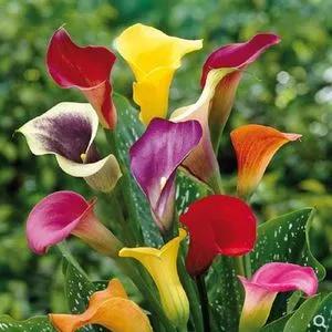 马蹄莲花开是什么样子,马蹄莲花开多少天