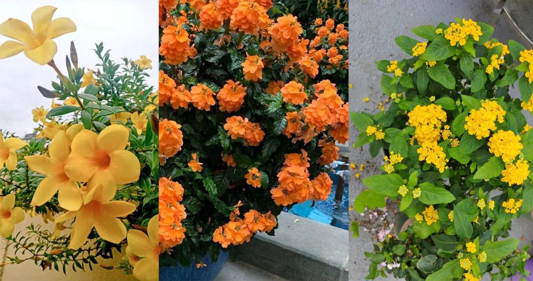 适合夏天养的7种花越晒开花越旺,夏天最能开的10种花越热越能开