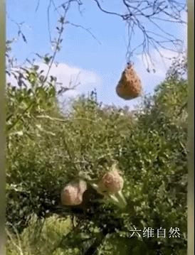 南攀雀鸟巢被蛇成功入侵,蛇袭击大型动物