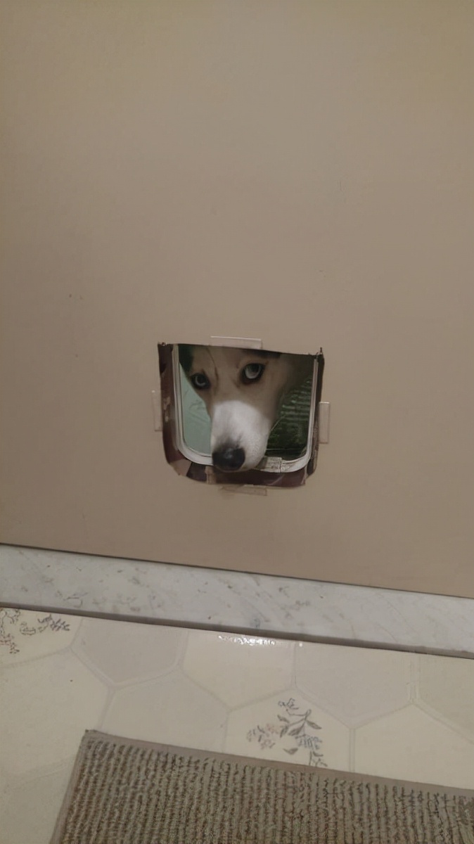 第一个用无人机拍到的鲸鱼,鲸鱼萤火虫