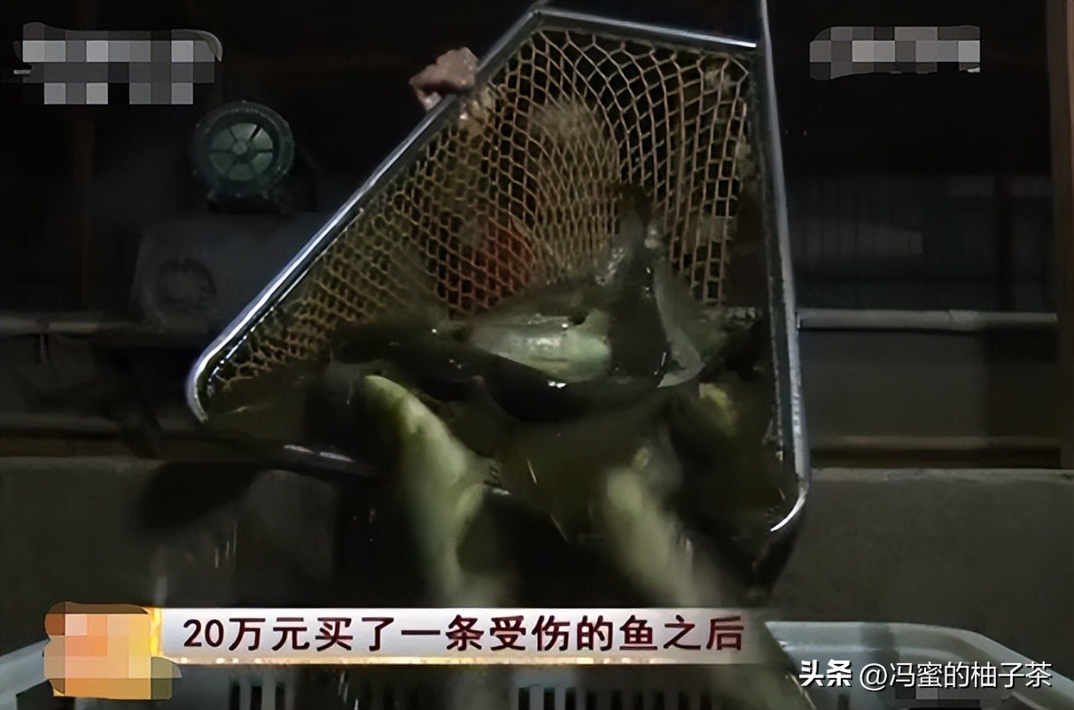 男子花13万买的鱼因停电缺氧死亡,男子花20万买一条受伤鲶鱼后续