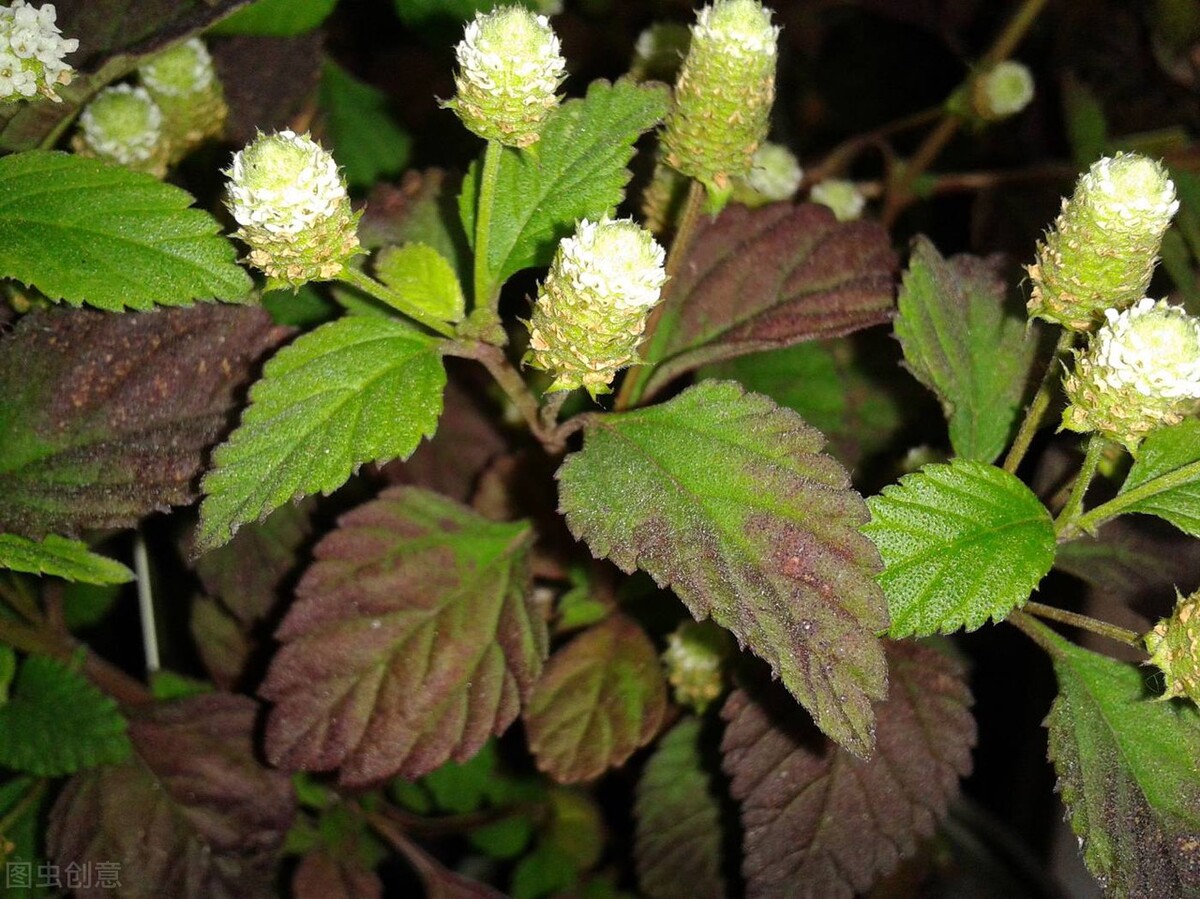 一粒青娥丸，仅需4味中药，缓解你的腰部酸疼困乏