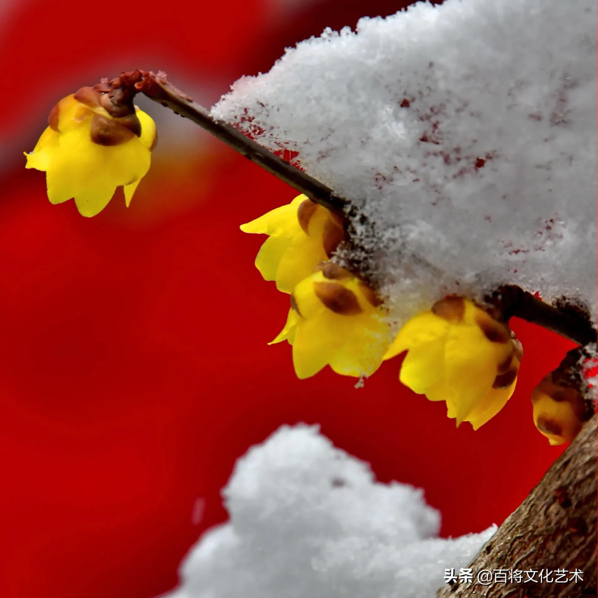「百将文化」枝横碧玉天然瘦，恋破黄金分外香