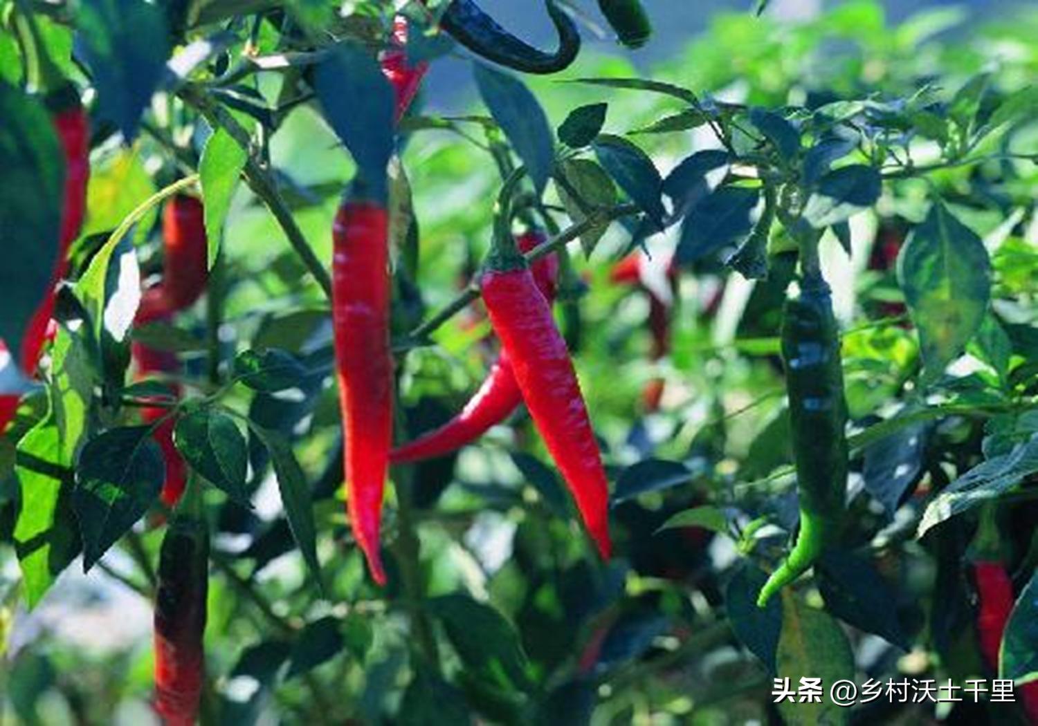 辣椒上的白色蚜虫怎样彻底消灭,辣椒上的蚜虫怎样彻底消灭