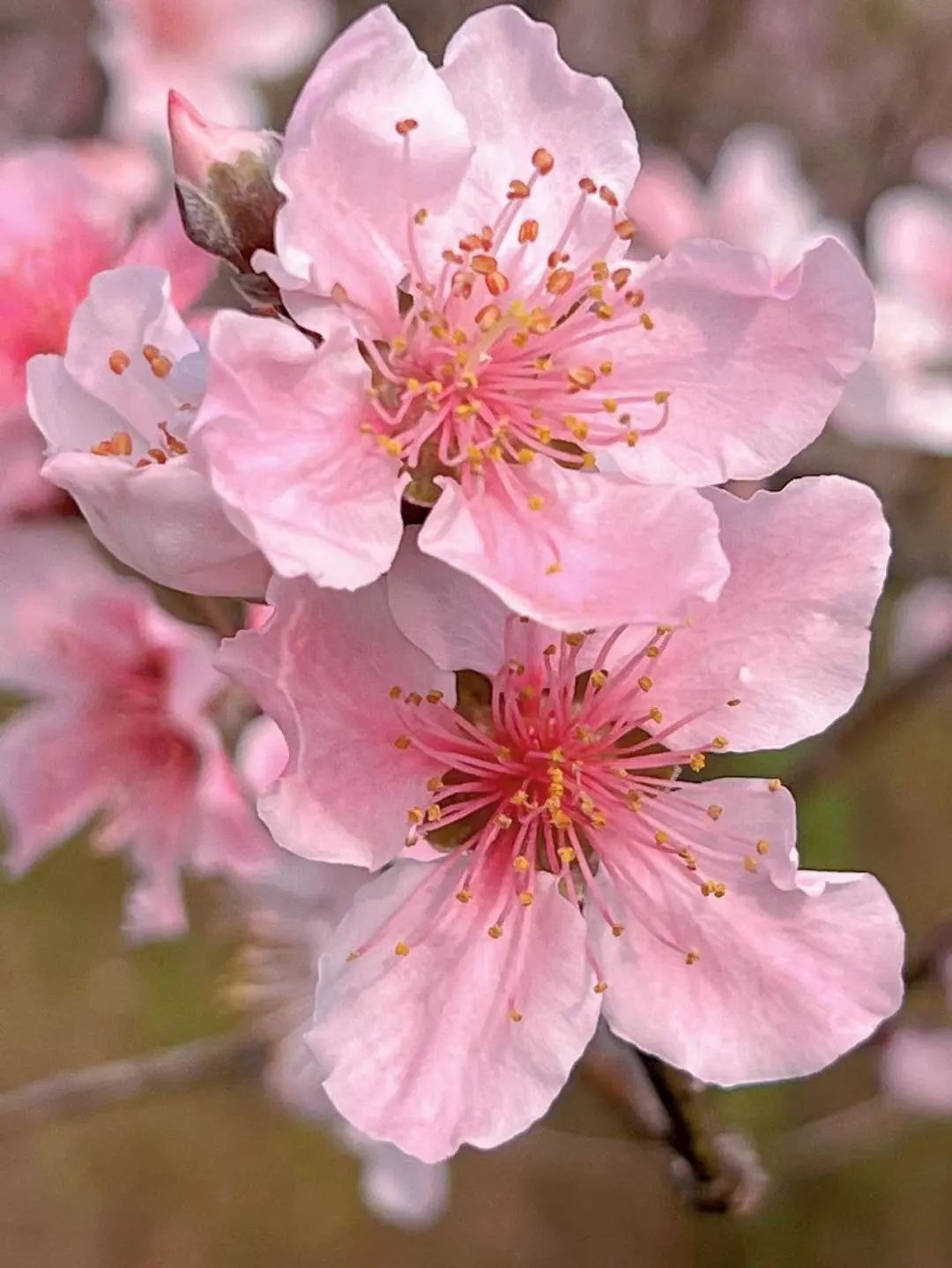 深圳十大最美公园旅游攻略,深圳免费公园景点值得打卡的地方