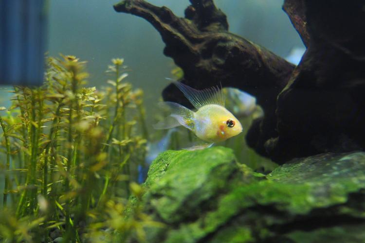 新鱼到家入缸需要注意事项,新鱼到家怎么养出状态