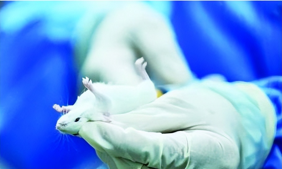 目前最先进的灭鼠技术,科学家利用基因技术灭鼠