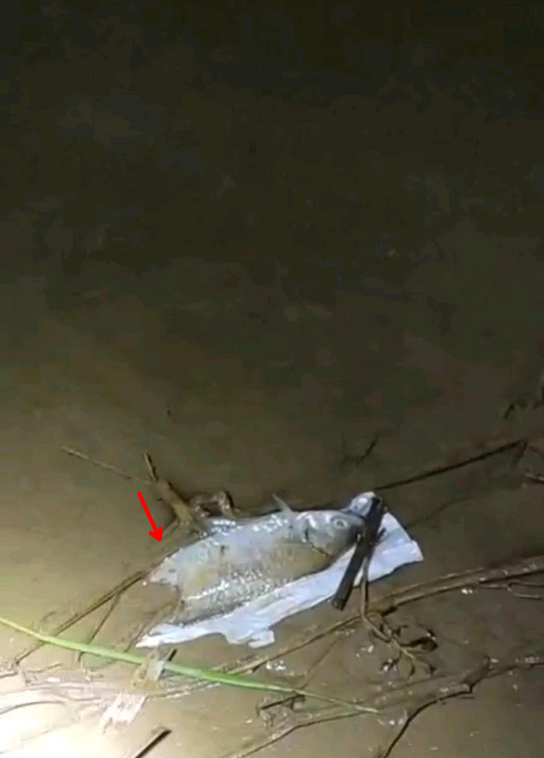 河里钓鱼鱼被咬了一半,钓鱼遇到被咬的鱼