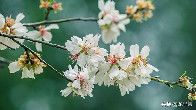 雨水时节，春雨犹添新绿，13首古诗词写意春色乍现之美