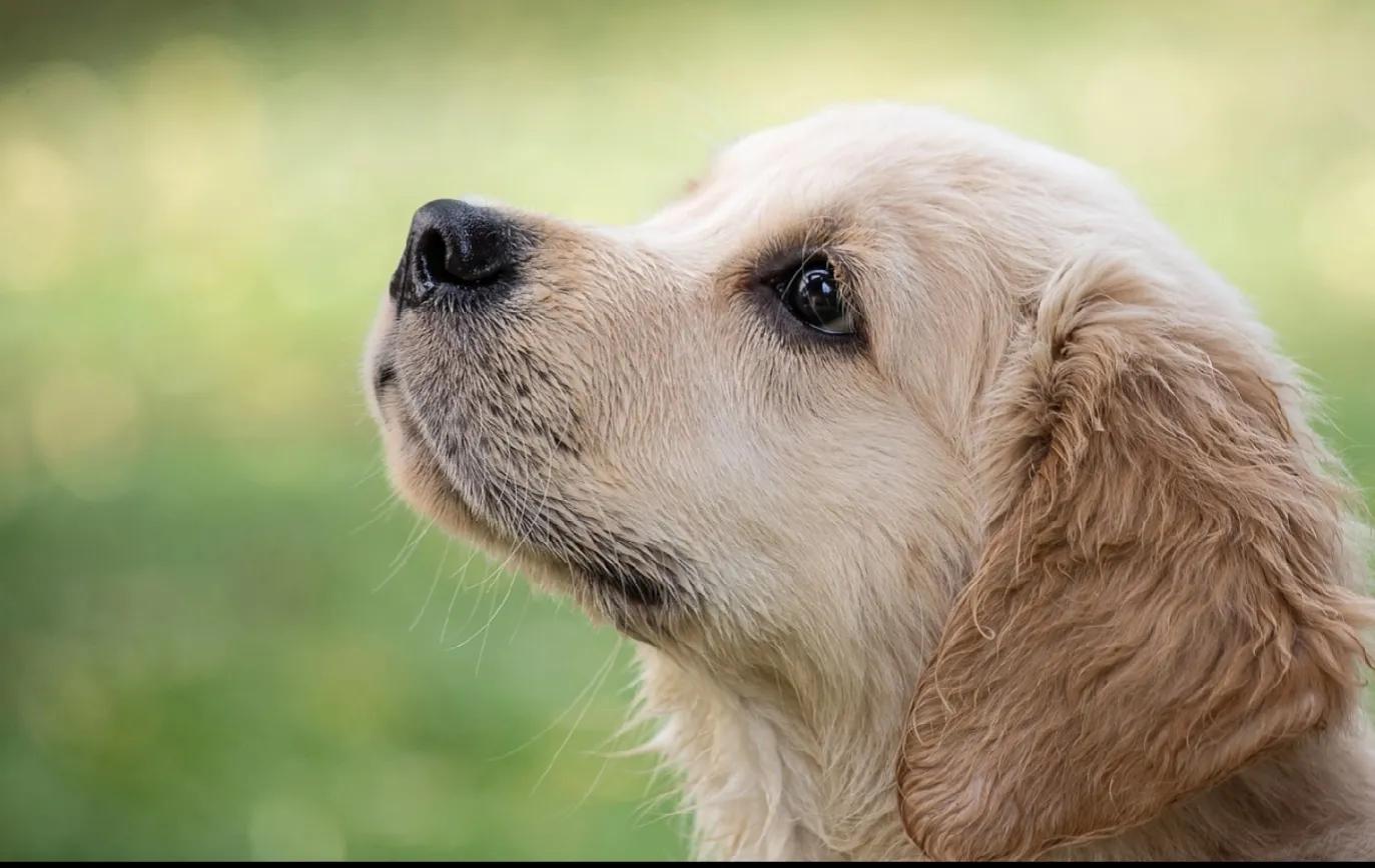 狗狗智商前十排行，排名第一狗狗的实至名归
