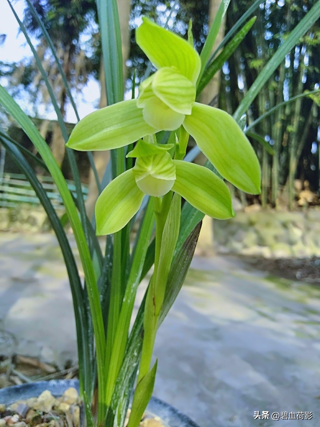 偷三盆兰花200万被判15年,最新盗兰花案件