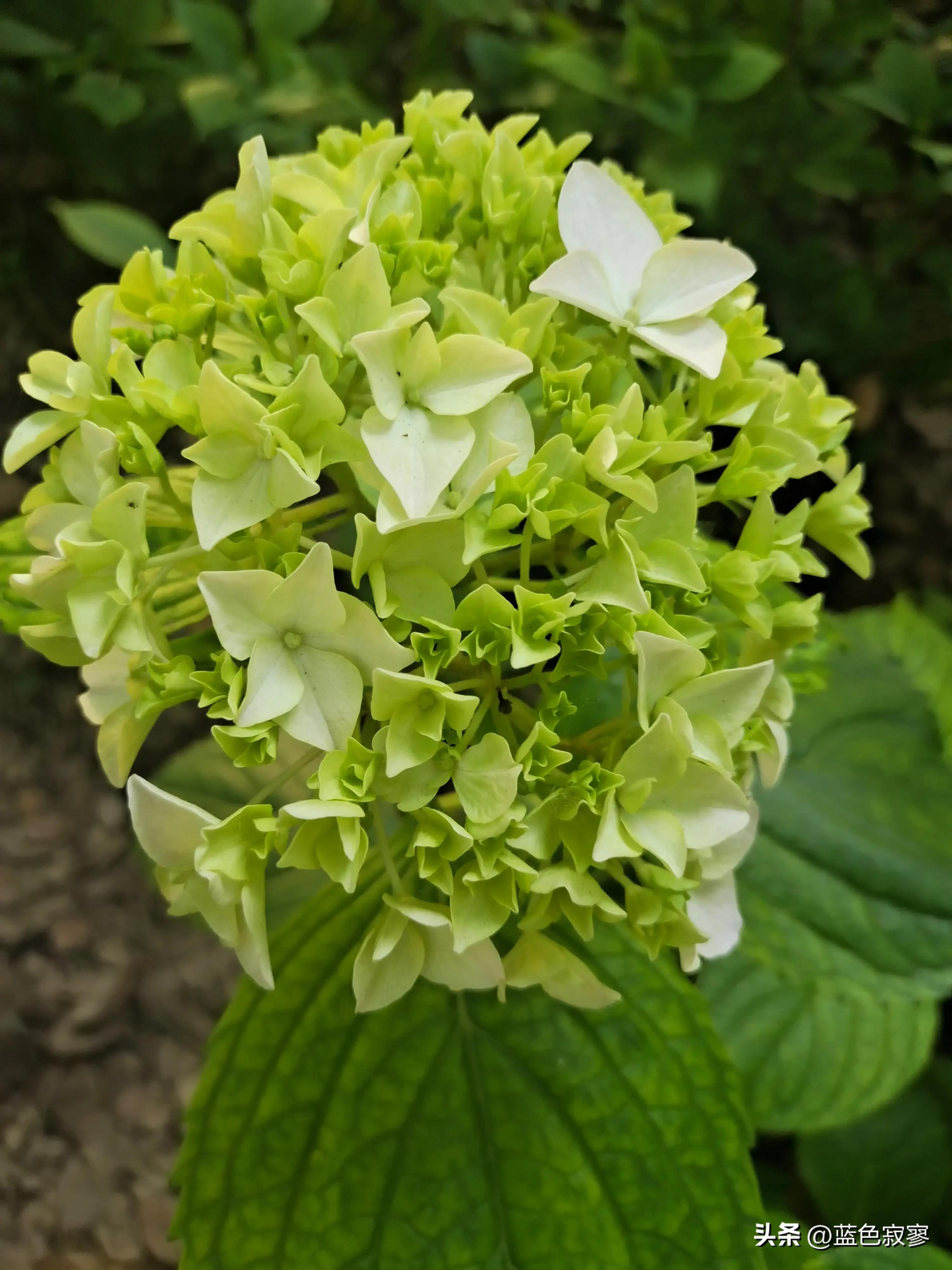 绣球花开洁白如玉令人赏心悦目,绣球花生如夏花