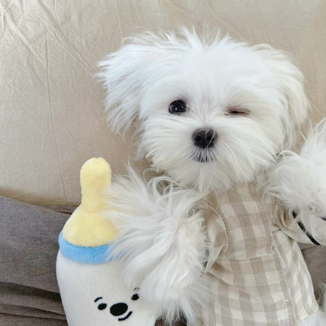 最不臭的狗,什么宠物狗不臭好养