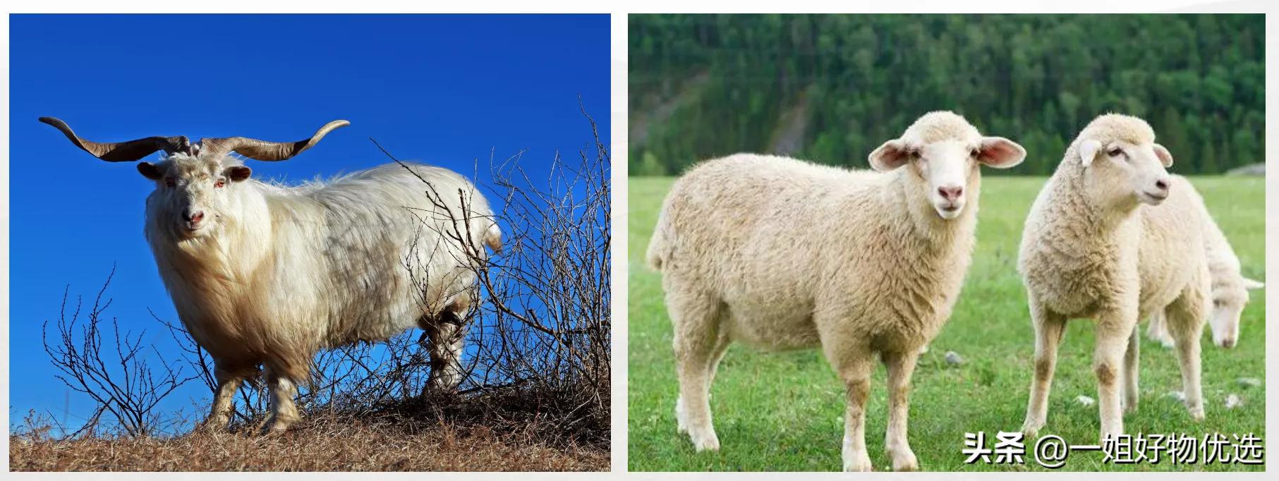 高端羊绒围巾哪个牌子好？值得你收藏!【独家】