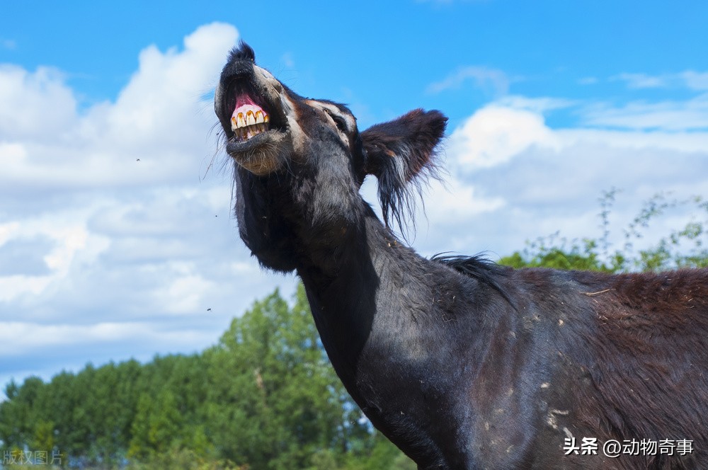 懒马吃得比驴好，气得驴不吃不喝不干活，姥爷一拍桌子：看我的