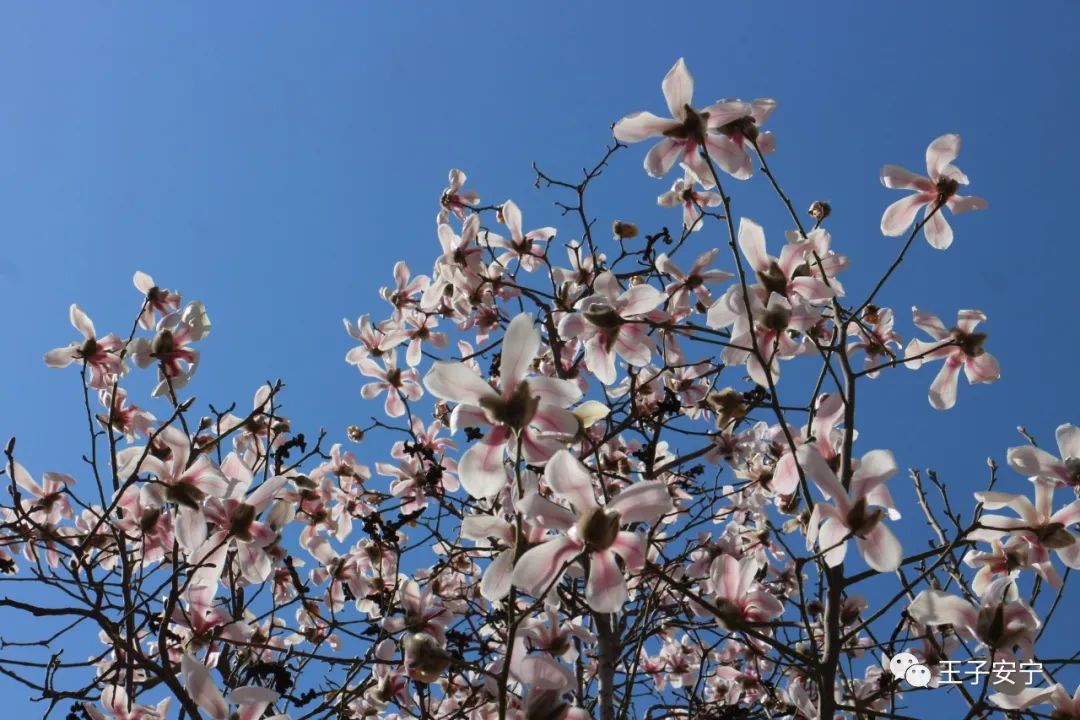 微雨，花语，嫣然风情