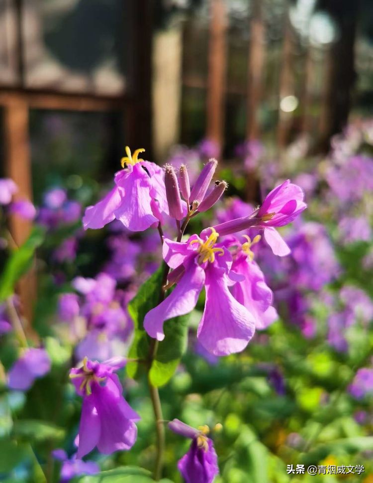 回家过年题材的诗歌,诗歌回家过年了