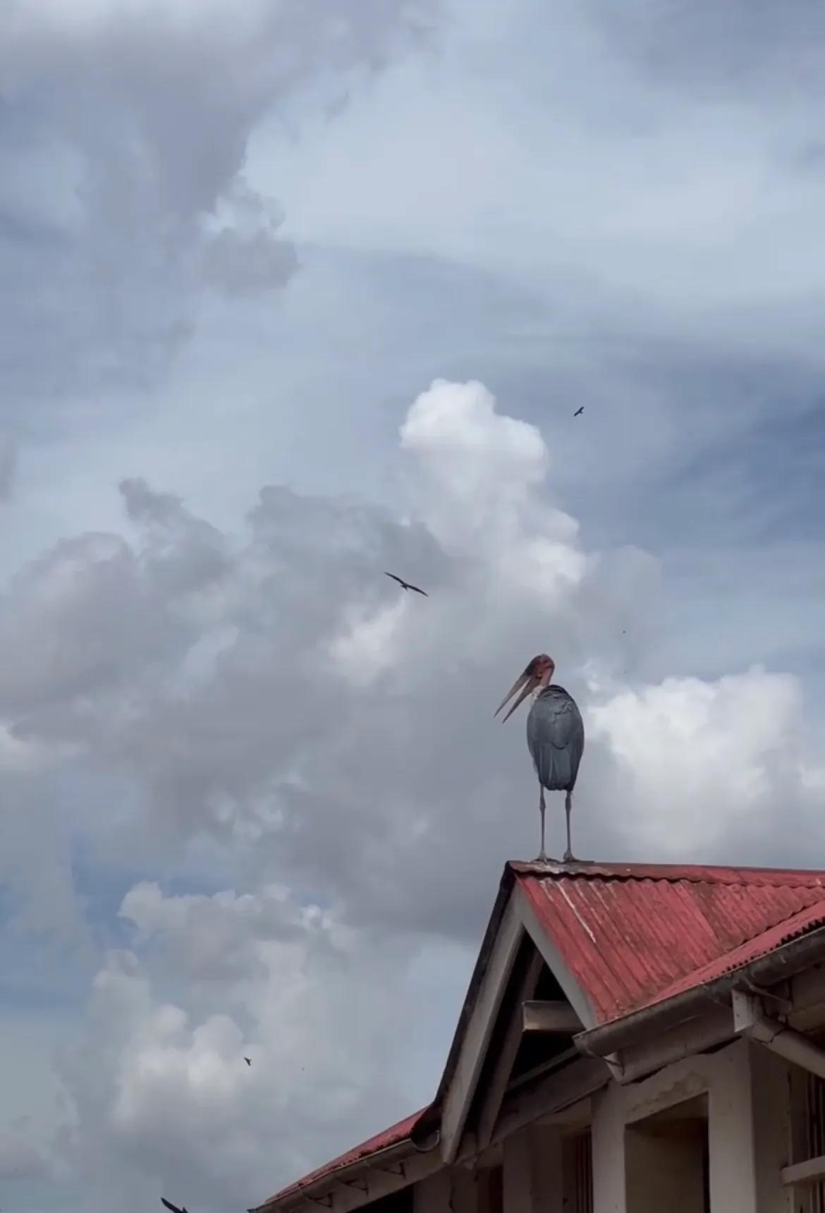 为什么很多出国打工人反而过得不好?非洲是试金石,非洲是大染缸