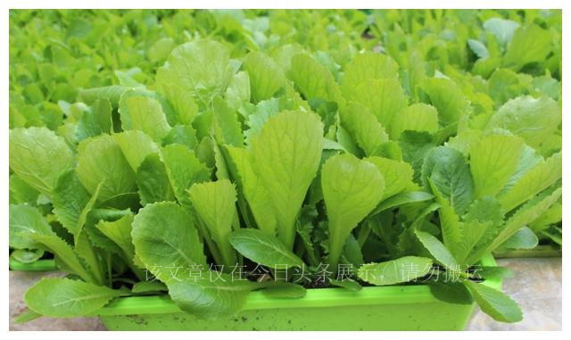 家庭主妇变“种菜达人”一天卖出400盆，把蔬菜当花养，前景诱人