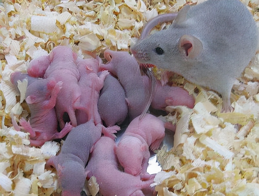 农村用老鼠笼和夹子抓老鼠,小时候用老鼠笼抓老鼠