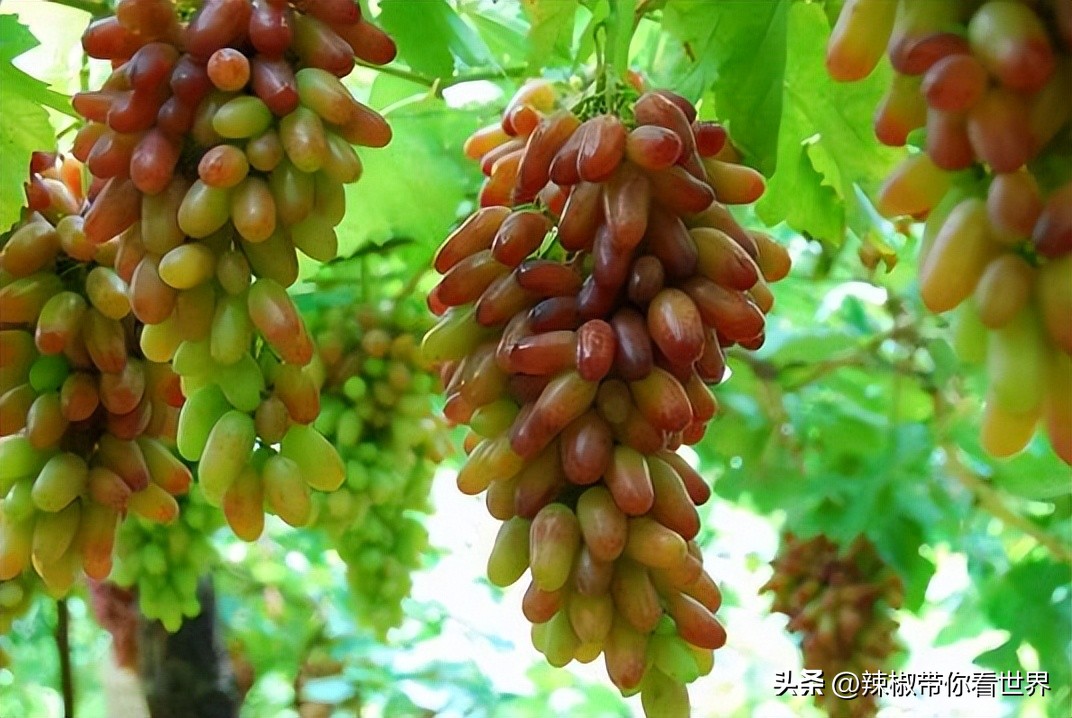 外地旅游连云港好吃的美食推荐,连云港旅游推荐美食