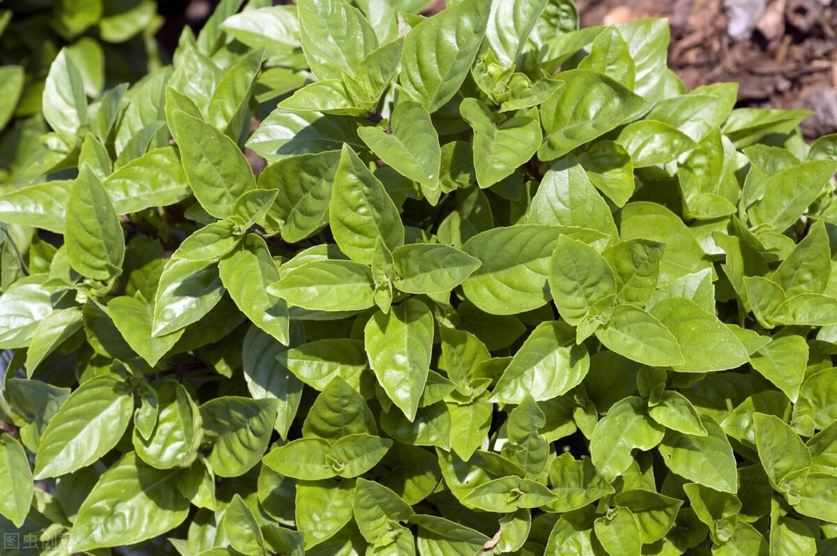 东方茶树饮料,饮料草本