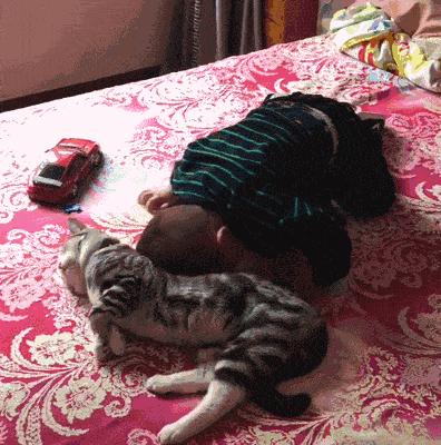 三种最不好养的宠物猫,千万不要养这三种宠物猫