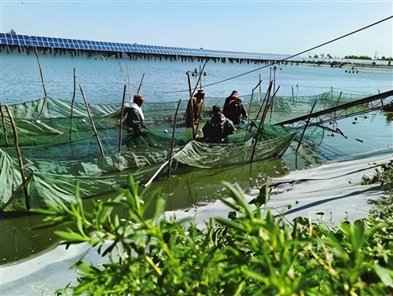 开发利用太阳能，种菜、养鱼、发电……银川通过“光伏+”模式高效发展产业守护绿水青山