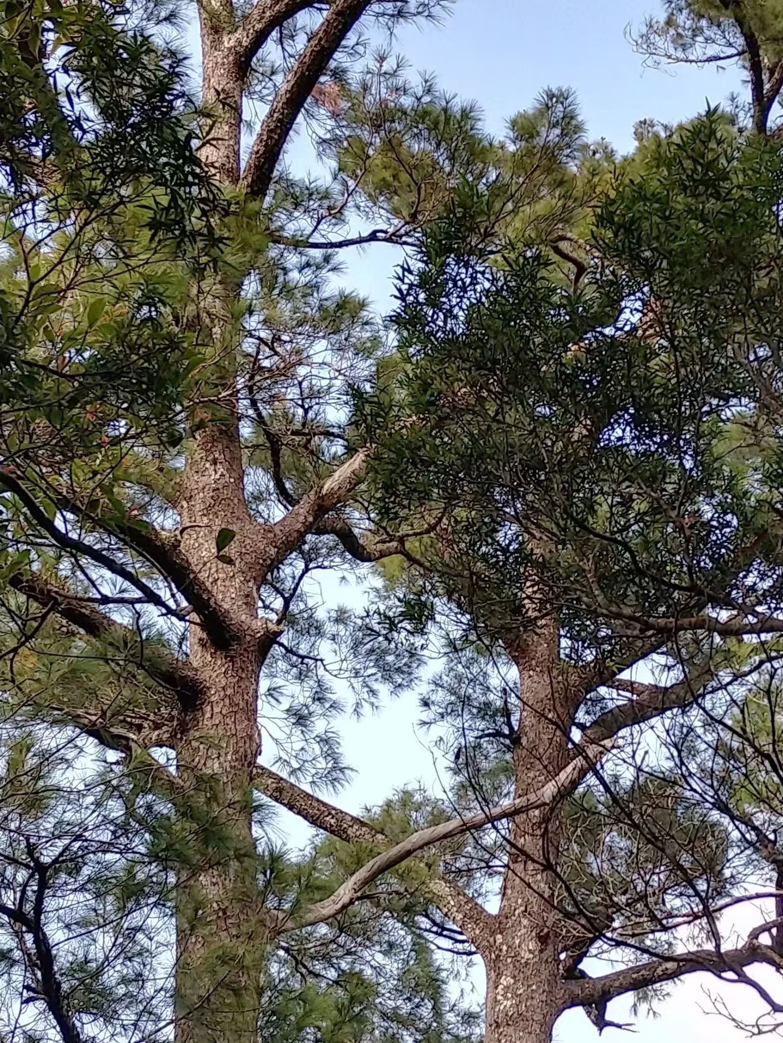 三亚之旅日记350字,三亚五指山免费游玩攻略