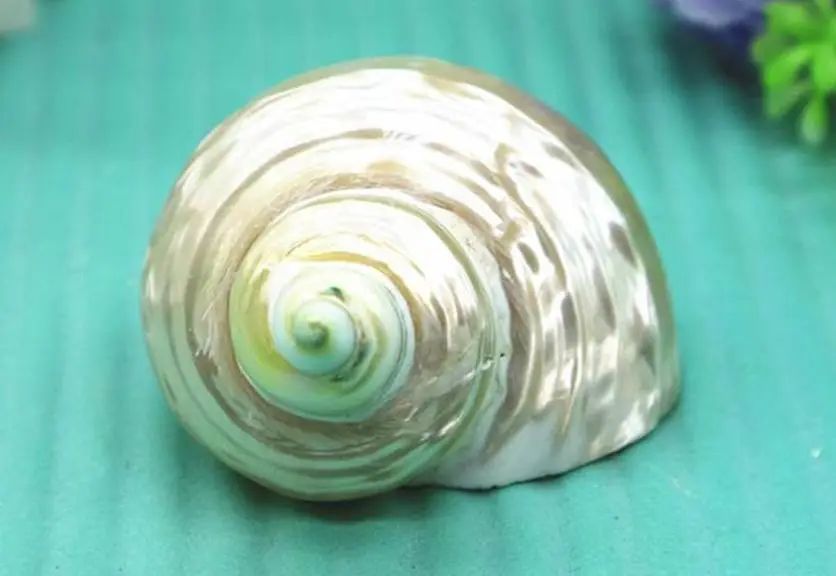 海南海鲜贝类有哪些,海南海鲜贝类