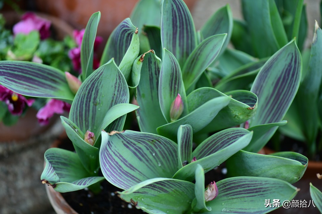 盘点今年河马花园里最美的几款郁金香|园丁